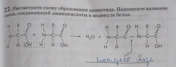 Изображение 22. Рассмотрите схему образования дипептида. Подпишите название связи, соединяющей аминокислоты в молекуле белка....