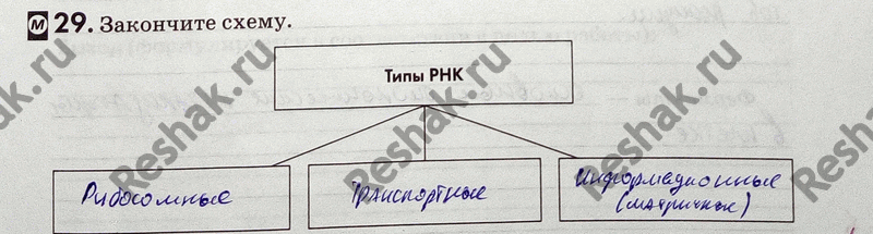 Изображение Упр.29 ГДЗ Рабочая тетрадь Пасечник 9 класс